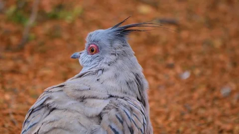 Close up of crested pigeon on the ground Stock Footage 121821867