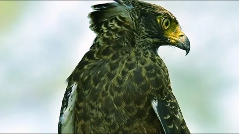 Close up of a crested serpent eagle face Stock Footage 343154134