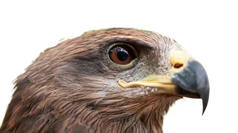 Close-up of Crested serpent eagle face. Stock Photos