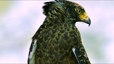 Close Up of Crested Serpent Eagle Looking Around in Wildlife Stock Footage 346388093