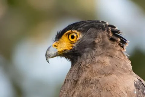 Close-Up of Crested Serpent Eagle with Striking Yellow Eyes and Detailed Stock Photos