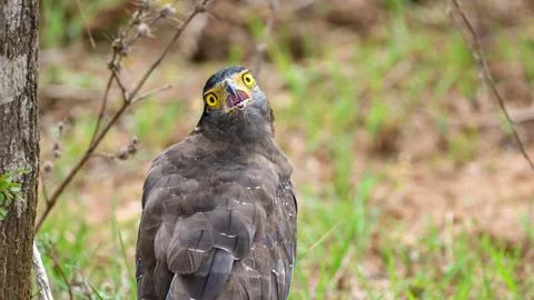 Close-up of a Crested serpent eagle in Yala National Park, Sri Lanka. Featuri Stock Photos
