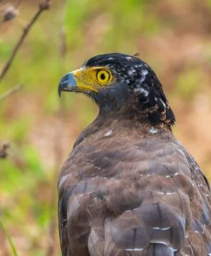 Close-up of a Crested serpent eagle in Yala National Park, Sri Lanka. Featuri Stock Photos