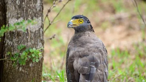 Close-up of a Crested serpent eagle in Yala National Park, Sri Lanka. Featuri Stock Photos