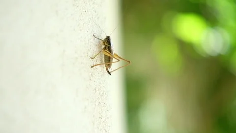 Close up on a cricket climbing a white wall 動画素材 77951647