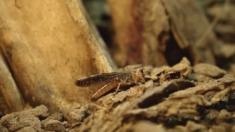 Close up cricket crawling through rough wooden terrain. Stock Footage 260300147