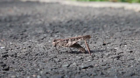 Close up of cricket Stock Footage 22825941