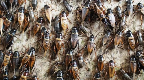 Close up cricket. Video stock 57492357