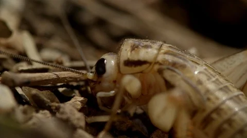Close-up cricket on the ground eating.  Stock-Footage 114887758