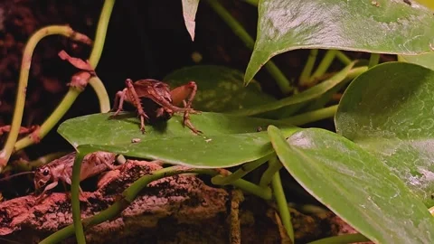 Close up of a cricket insect Stock Footage 264139176