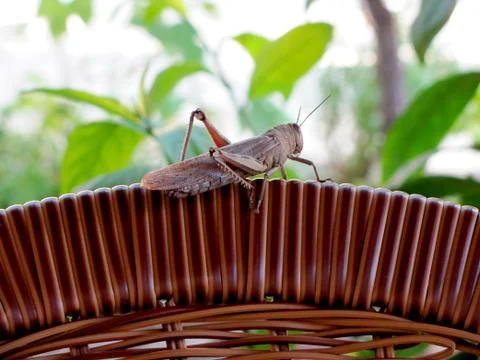 A close up of cricket insect Stock Photos