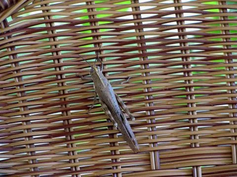 A close up of cricket insect Stock Photos