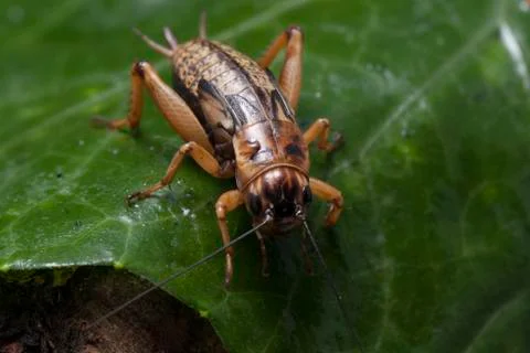 A close up of cricket on leaf. Stock Photos