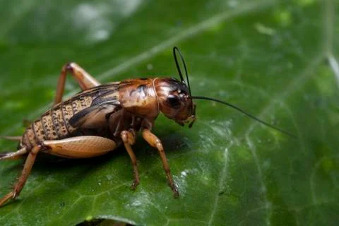 A close up of cricket on leaf. Stock Photos