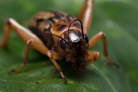 A close up of cricket on leaf. Stock Photos