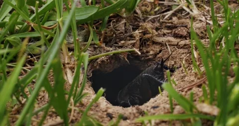 Close up of a cricket, mole cricket (Gryllotalpidae) sits in its hole Stock Footage 221269953