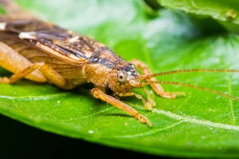 Close up of cricket Stock Photos
