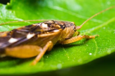 Close up of cricket Stock Photos