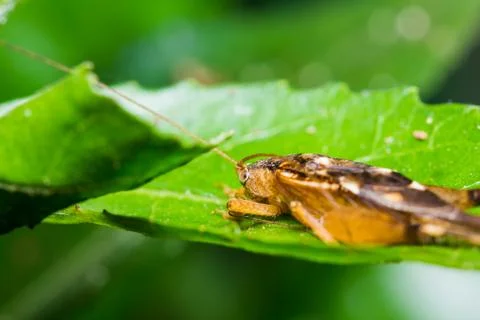 Close up of cricket Stock Photos