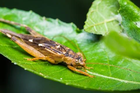 Close up of cricket Stock-Fotos
