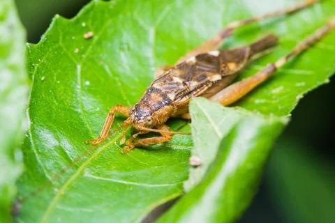 Close up of cricket Stock Photos