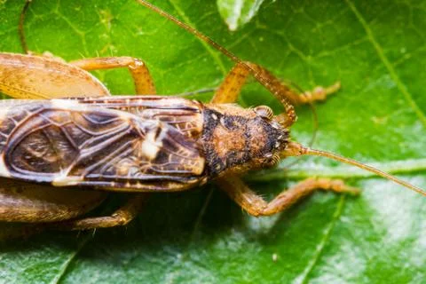 Close up of cricket Stock Photos
