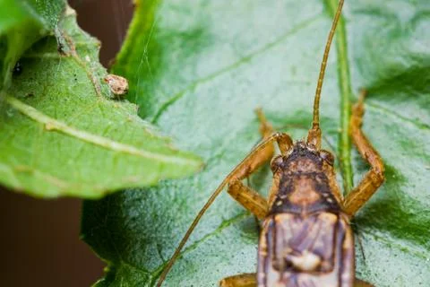 Close up of cricket Stock Photos