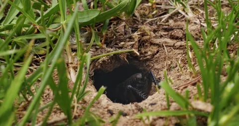Close up of a cricket sits in its hole or mole cricket (Gryllotalpidae) Stock Footage 221269956