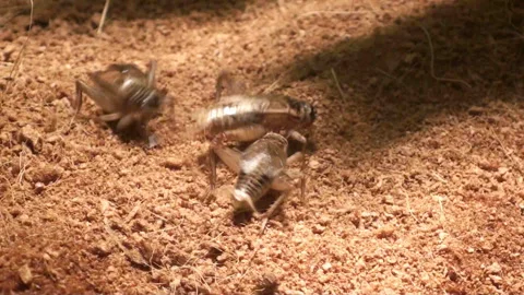 Close up cricket on soil Stock Footage 220591767