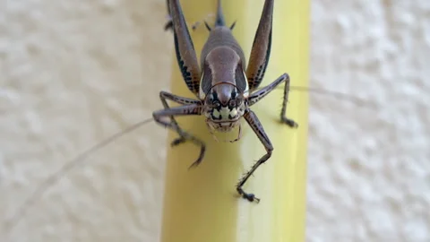 Close up of cricket on the white wall Vidéo 253224401