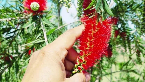 Close Up Crimson Bottlebrush Interaction With Hand Touch Stock Footage 333542358