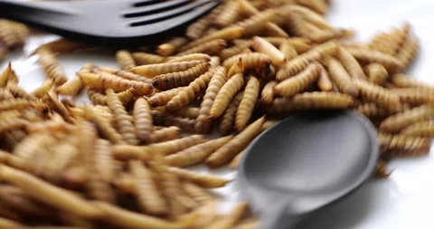 Close-up of crispy fried mealworms on plate with utensils Stock Footage 303623276