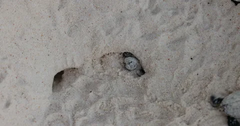 Close-up.Critically endangered cute baby Hawksbill turtle hatching out nest Stock Footage 238662226