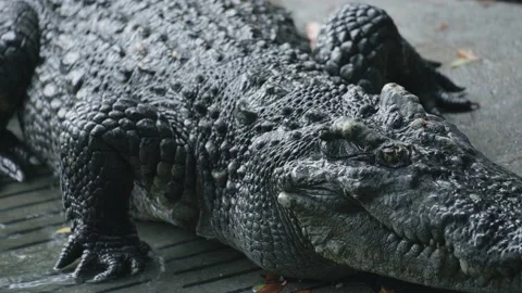 Close-up of a crocodile crawling at the crocodile farm Stock Footage 209792175