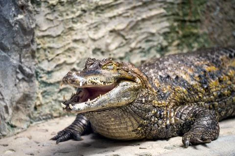 Close up of a crocodile digesting with open mouth and closed eyes in Lodz zoo Stock Photos