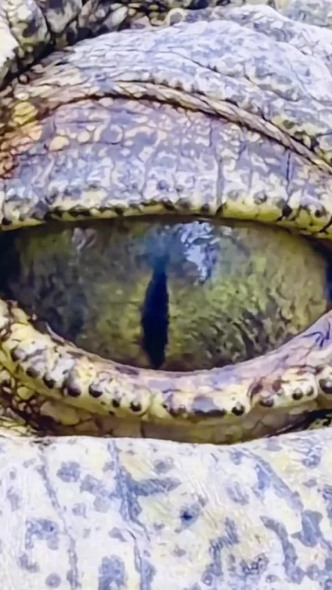 Close up of crocodile eye with vertical pupil Stock Footage 335080905
