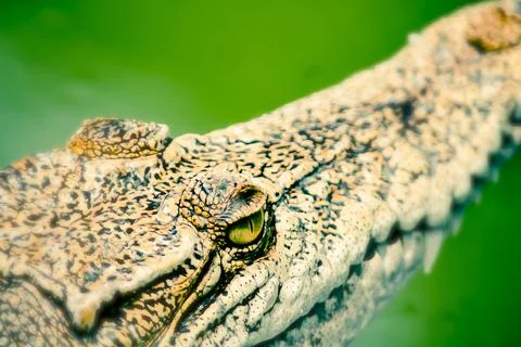 Close-up of crocodile face Stock Photos
