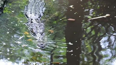 Close up of crocodile floating in water Stock Footage 236449194
