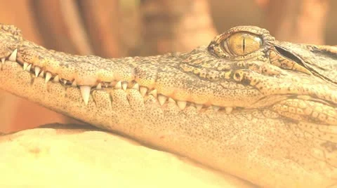 Close up of crocodile Stock Footage 10870990