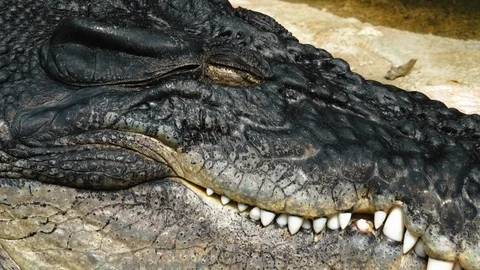 Close up of crocodile Stock Footage 116615157