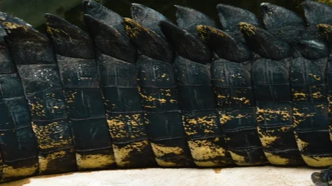 Close up of crocodile Stock Footage 116615515