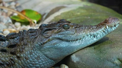  A close up of a crocodile Stock Footage 254119354