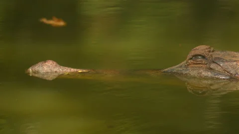 Close up crocodile head and open eyes in river of nature background Stock Footage 219842311