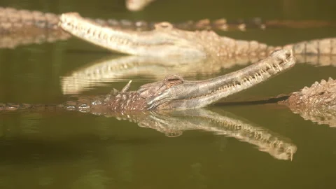 Close up crocodile head and open eyes in river of nature background 動画素材 219842397