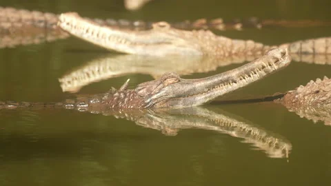 Close up crocodile head and open eyes in river of nature background Vídeo Stock 219842404