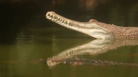 Close up crocodile head and open eyes in river of nature background Vidéo 219842505