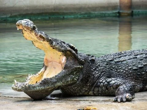 Close up crocodile head is closing mount along the group Stock Photos