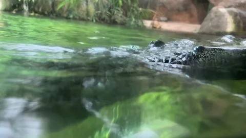 Close-up of a crocodile head floating in water. 4K Stock Footage 232046833