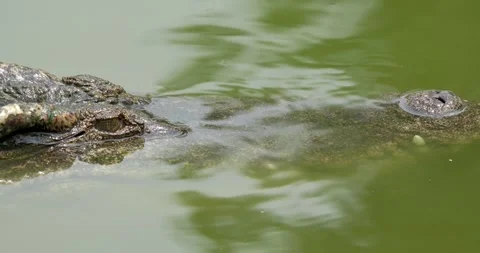 Close up of Crocodile head floating on the water surface. Stock Footage 270233219