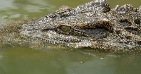 Close up of Crocodile head floating on the water surface. Stock Footage 270314759